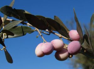 aceituna blanqueta