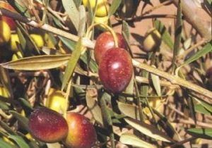 aceituna castellana