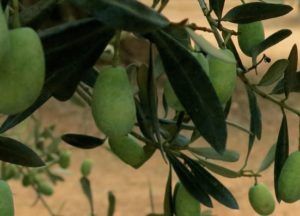 aceituna farga