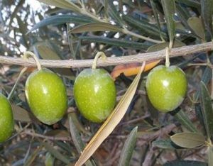 aceituna gordal sevillana