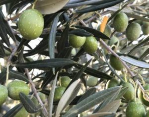 aceituna hoijblanca