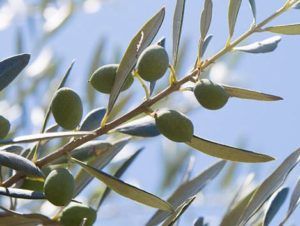 aceituna lechin de sevilla