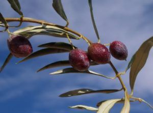 aceituna morrut