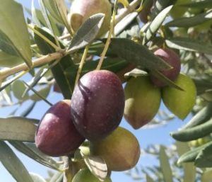 aceituna picuda
