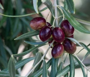 aceituna royal