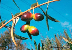 aceituna sevillenca 2