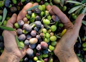 aceituna verdial de badajoz