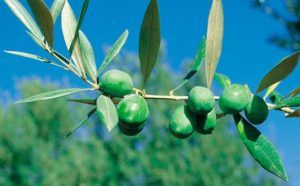 aceituna verdial de huévar
