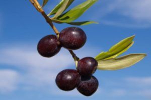 aceituna villalonga