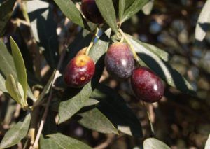 aceitunaq empeltre
