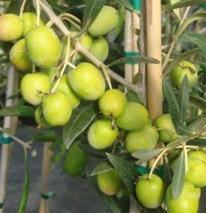 aceitunas manzanilla