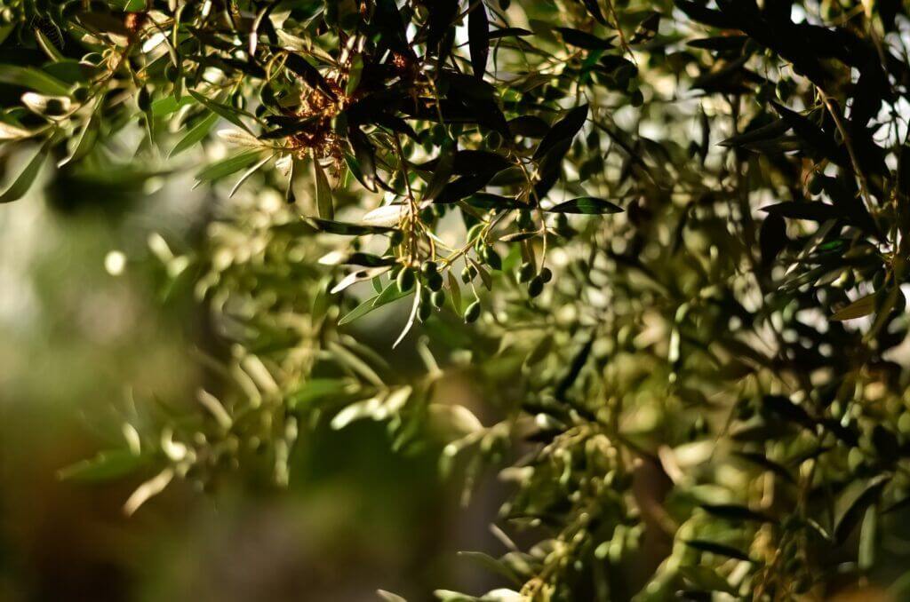 aceitunas malaga portada