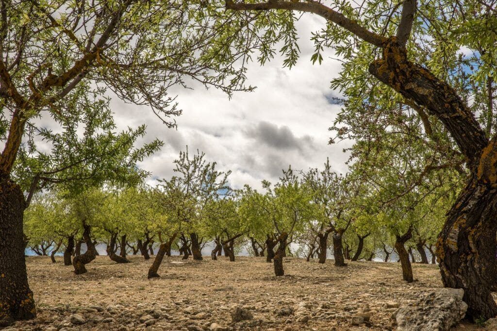 como cultivar aceitunas portada
