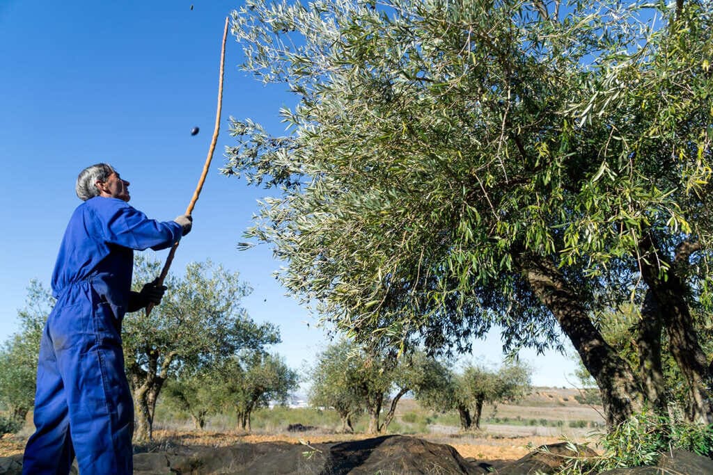 cosecha de aceitunas