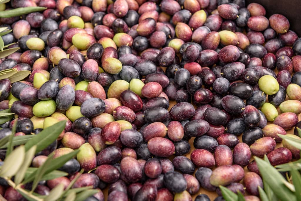 aceitunas moradas